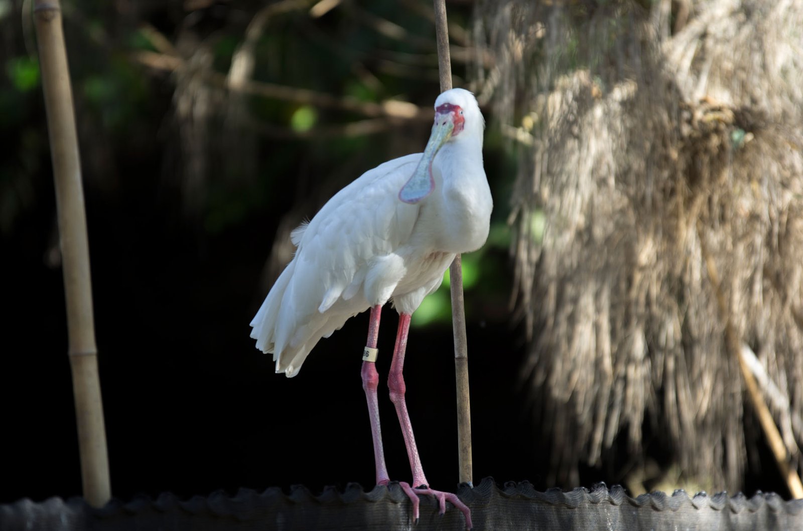 San Diego Zoo Part I 112